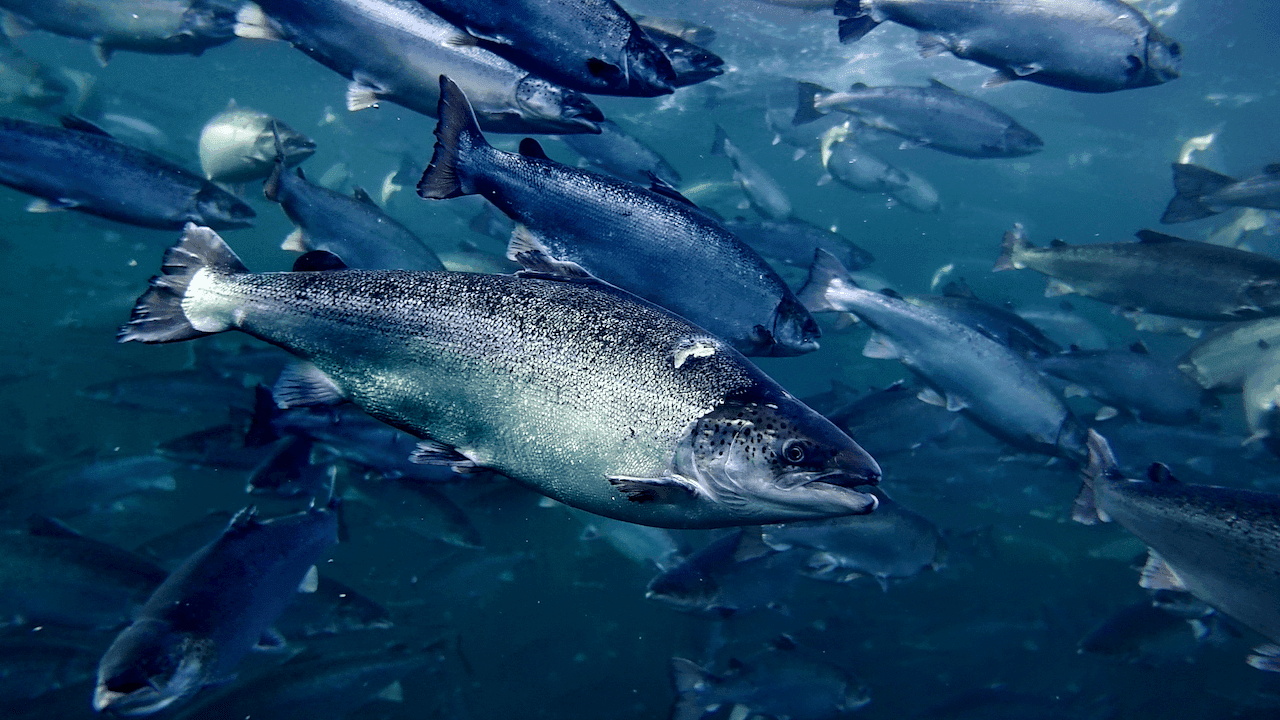 Underwater image of salmon from Velox’s existing imaging materials