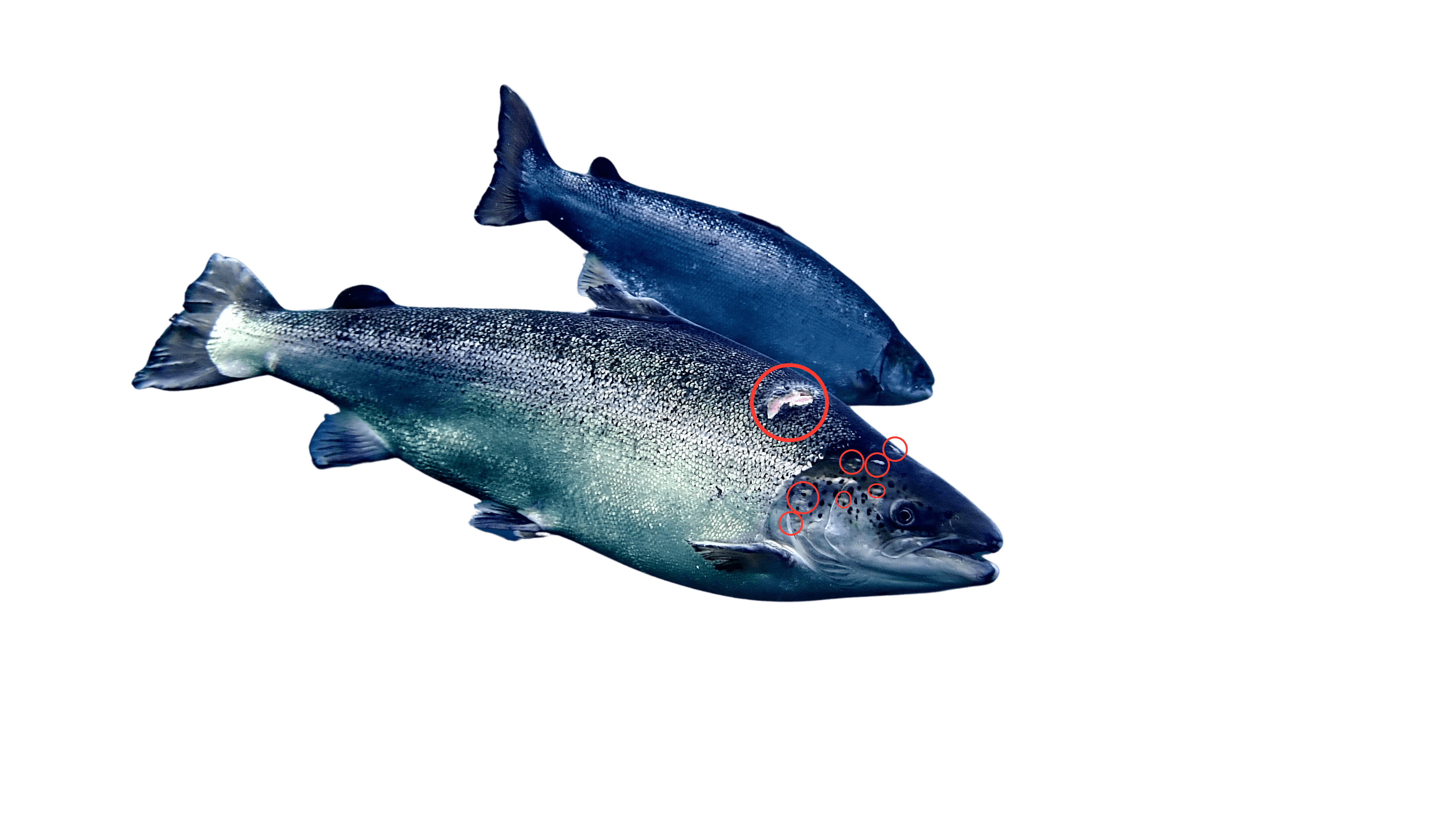 Underwater salmon imagery with annotated lice and wound areas